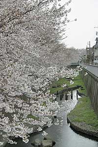 最初の桜並木