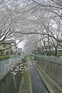 みすぎ橋から