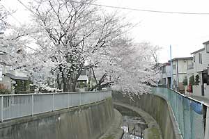 緑橋