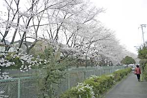 緑橋下歩道
