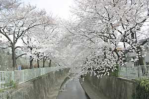 高井戸橋から