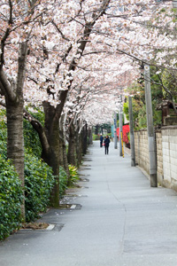 豊橋近くの遊歩道