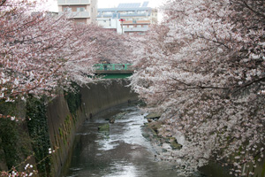 仲之橋から