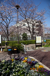 小滝公園の花壇