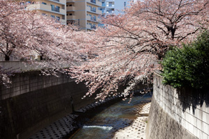 小滝橋から上流側