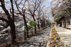 江戸川公園内の遊歩道
