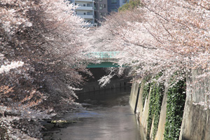 仲之橋からの風景