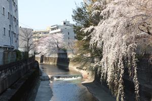 シダレザクラと妙正寺川旧出合