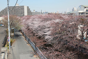 落合中央公園から俯瞰する