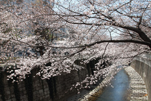 小滝橋から