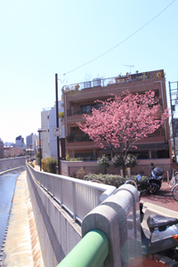相生橋のカンピザクラ