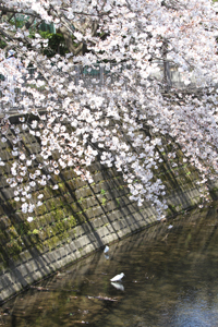神田橋近くで