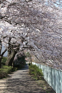 むつみ橋〜八幡橋