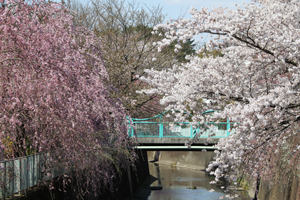 藤和橋としだれ桜