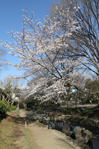 神田川最上流のサクラ