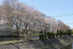 済美橋近くのサクラ