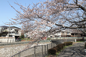 大松橋の先で
