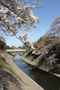 川へと枝を伸ばすサクラ