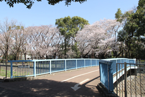 成田上橋と左岸のサクラ