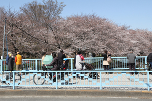 尾崎橋は大賑わい