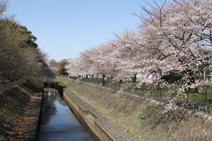 尾崎橋は大賑わい