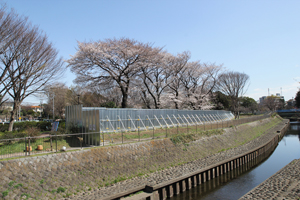 神通橋の近くで