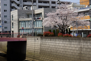 小桜橋の橋詰めのサクラ