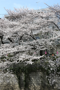 江戸川公園のサクラ