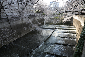 階段魚道とサクラ