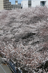 落合中央公園近くで
