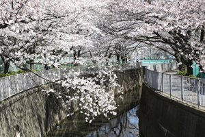 神泉橋と宮前橋の間