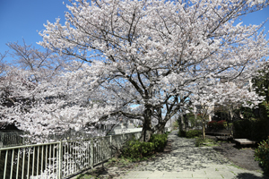 鎌倉橋の近くで