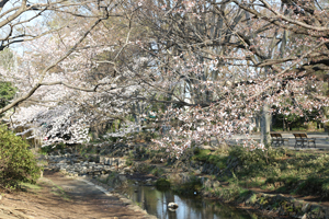 井の頭公園内